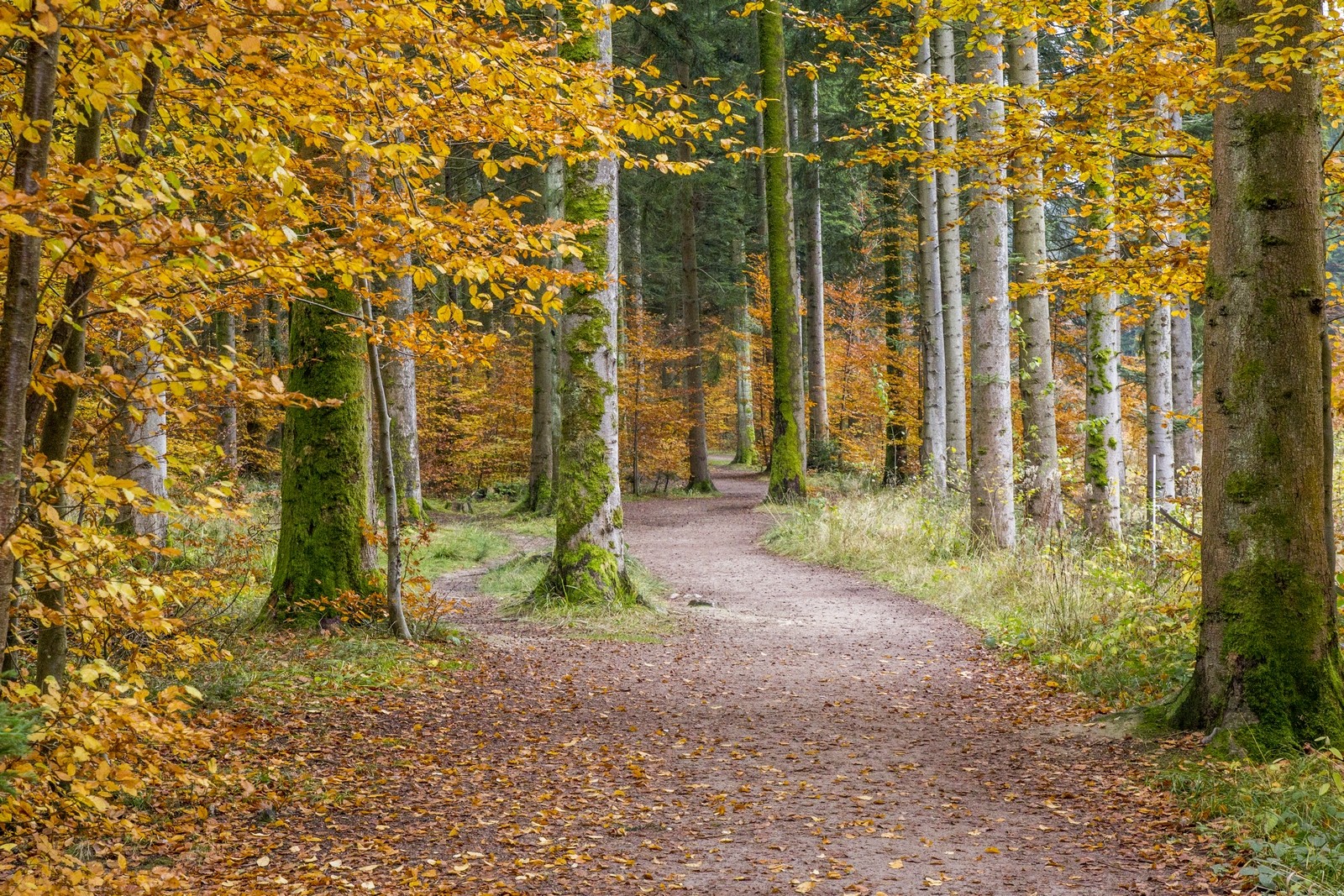 Wallpapers Nature Trees - Forests forêt de lorraine