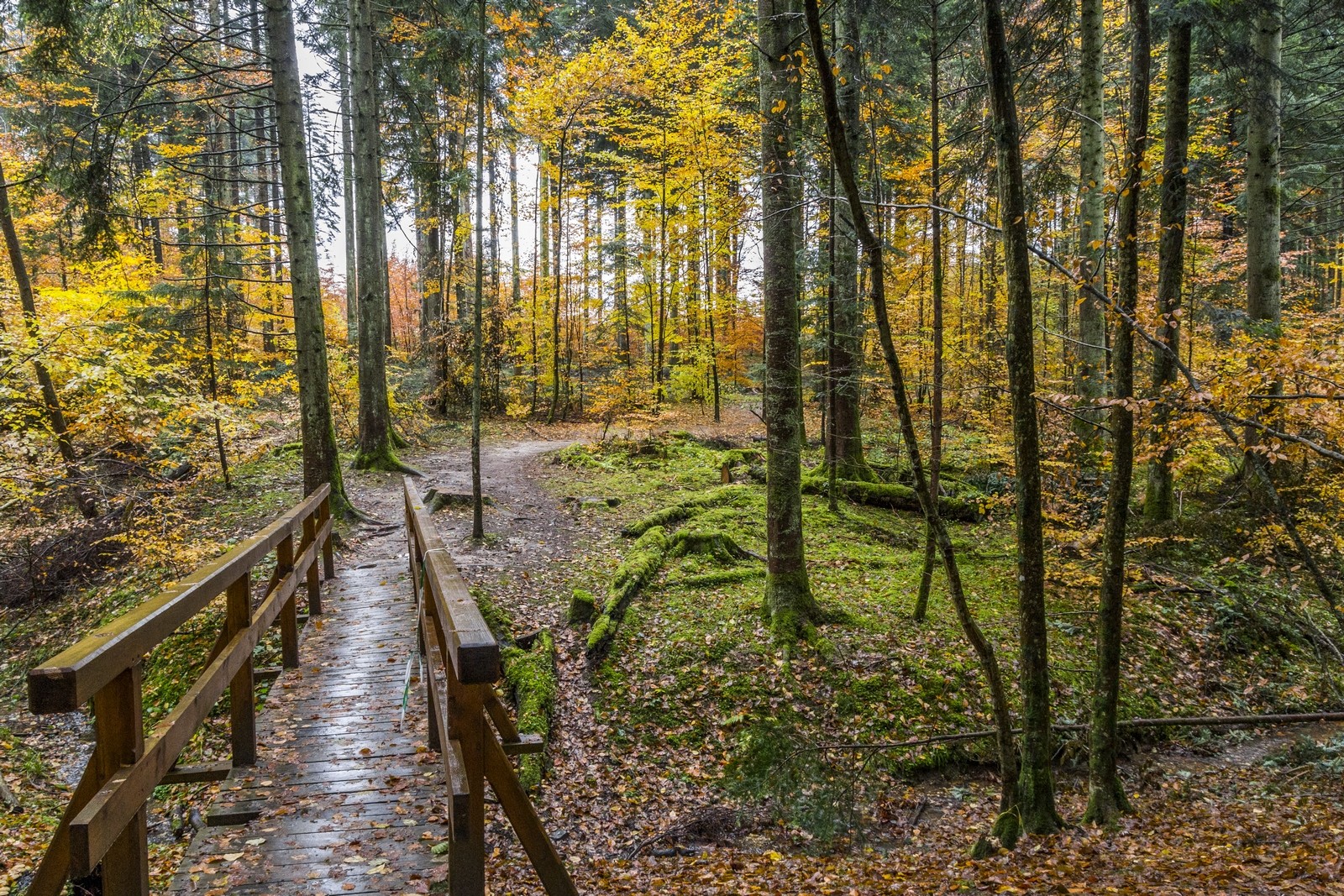 Fonds d'cran Nature Arbres - Forts fort de lorraine