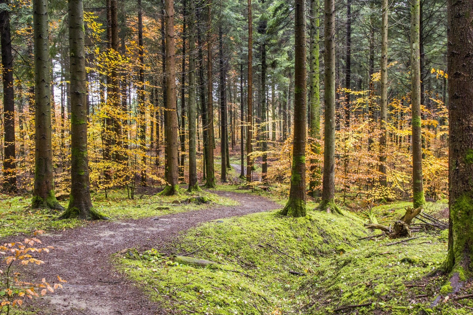 Fonds d'cran Nature Arbres - Forts forêt de lorraine