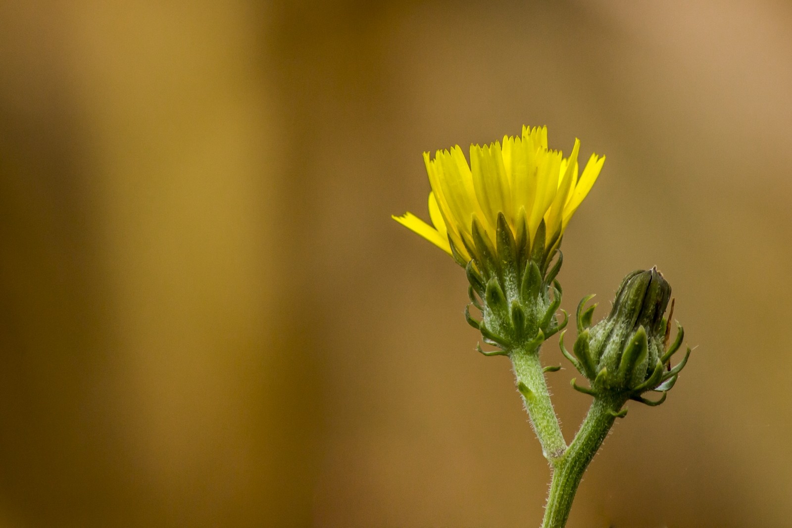 Fonds d'cran Nature Fleurs 