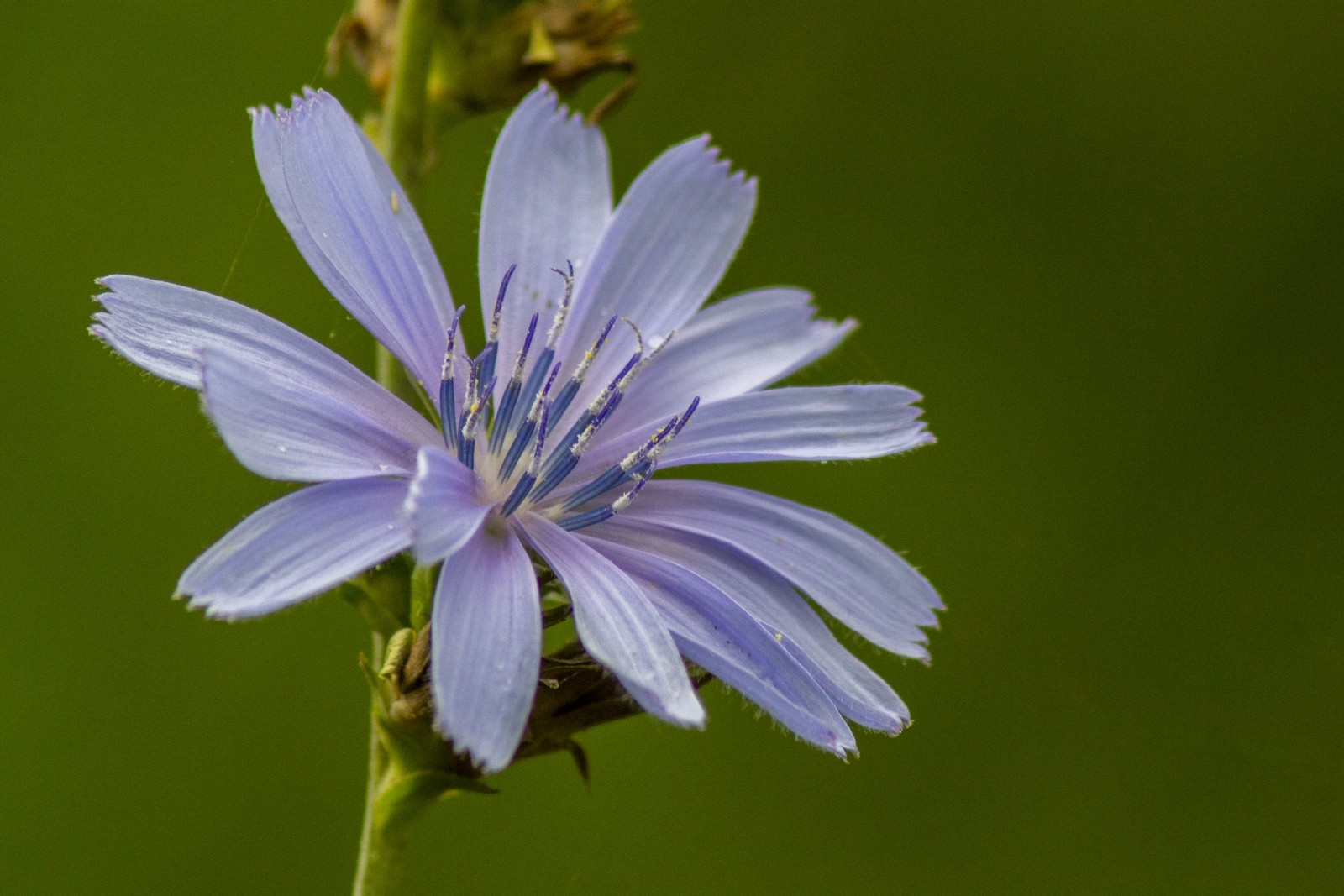 Wallpapers Nature Flowers 