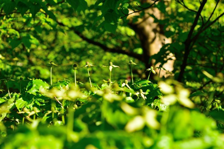 Wallpapers Nature Leaves - Foliage Parc de biologie Campus Grenoble