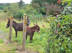  Animals Papa, maman & fiston