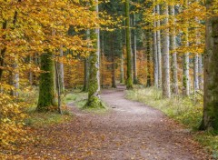  Nature forêt de lorraine