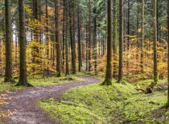  Nature forêt de lorraine