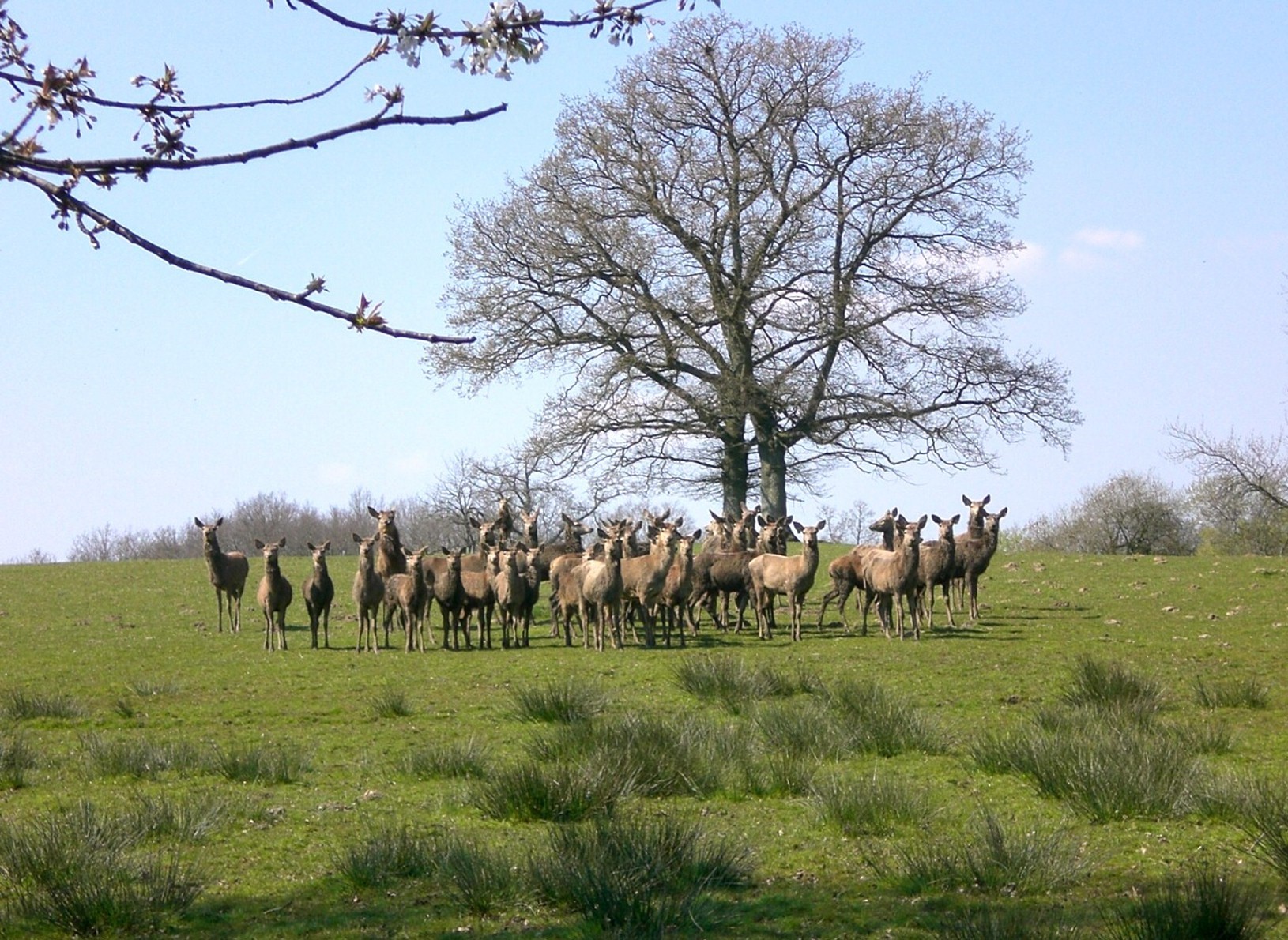 Fonds d'cran Animaux Cervids 