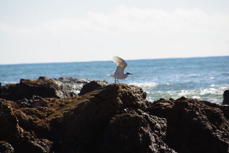 Fonds d'cran Animaux Oiseaux - Mouettes et Golands Wallpaper N442482