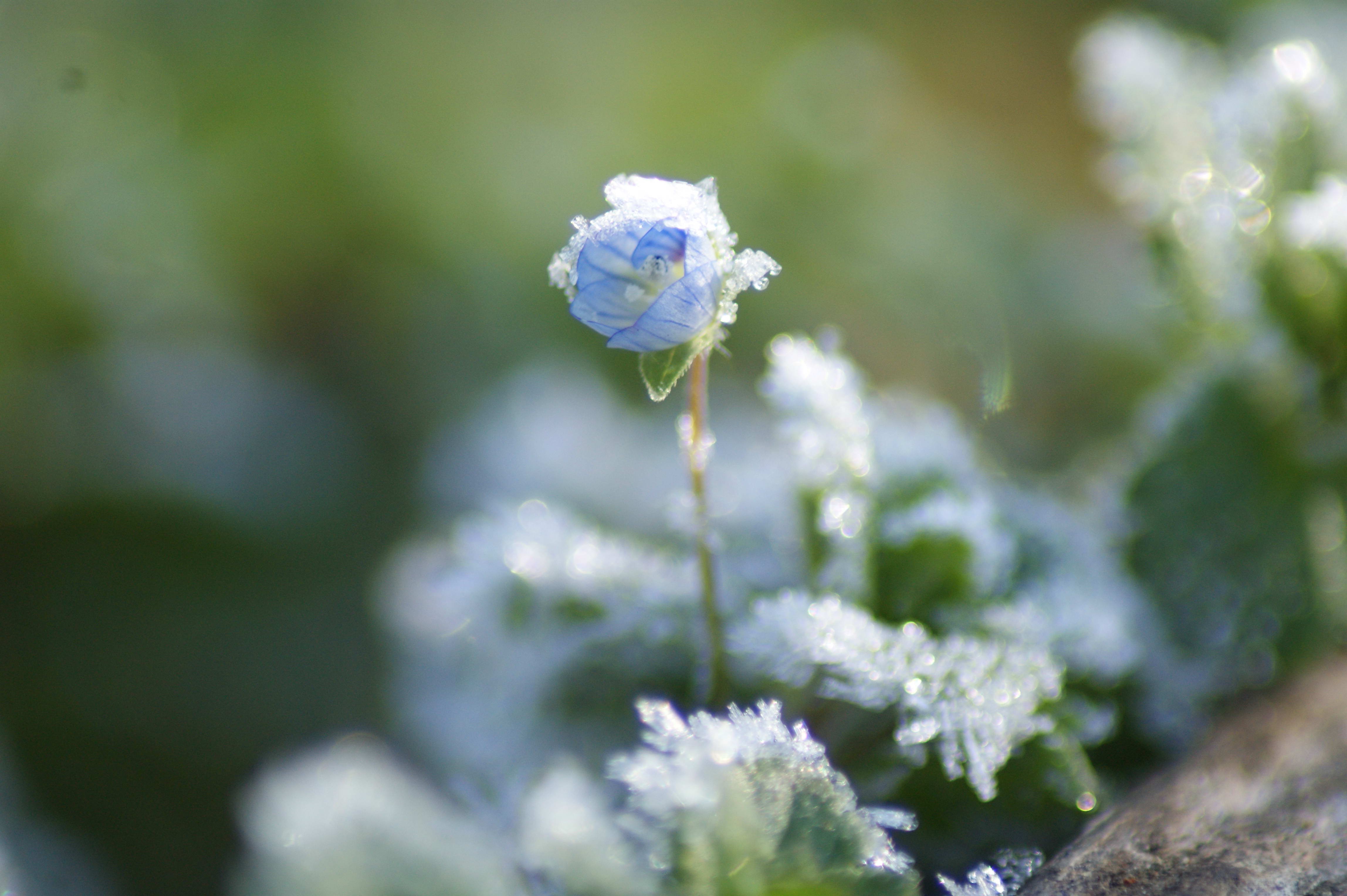 Fonds d'cran Nature Fleurs fleur prise par le gel