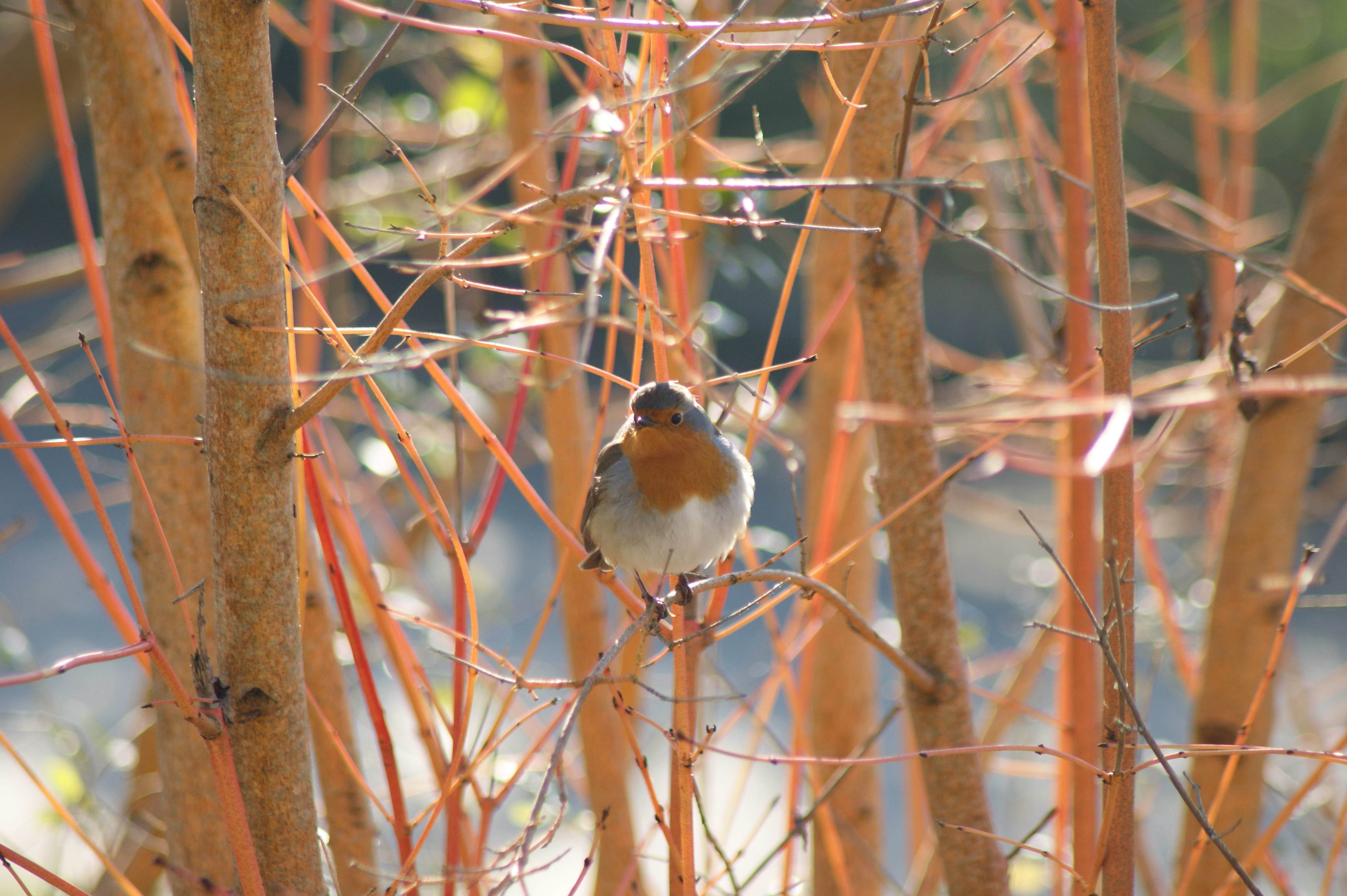 Wallpapers Animals Birds - Rougegorges 