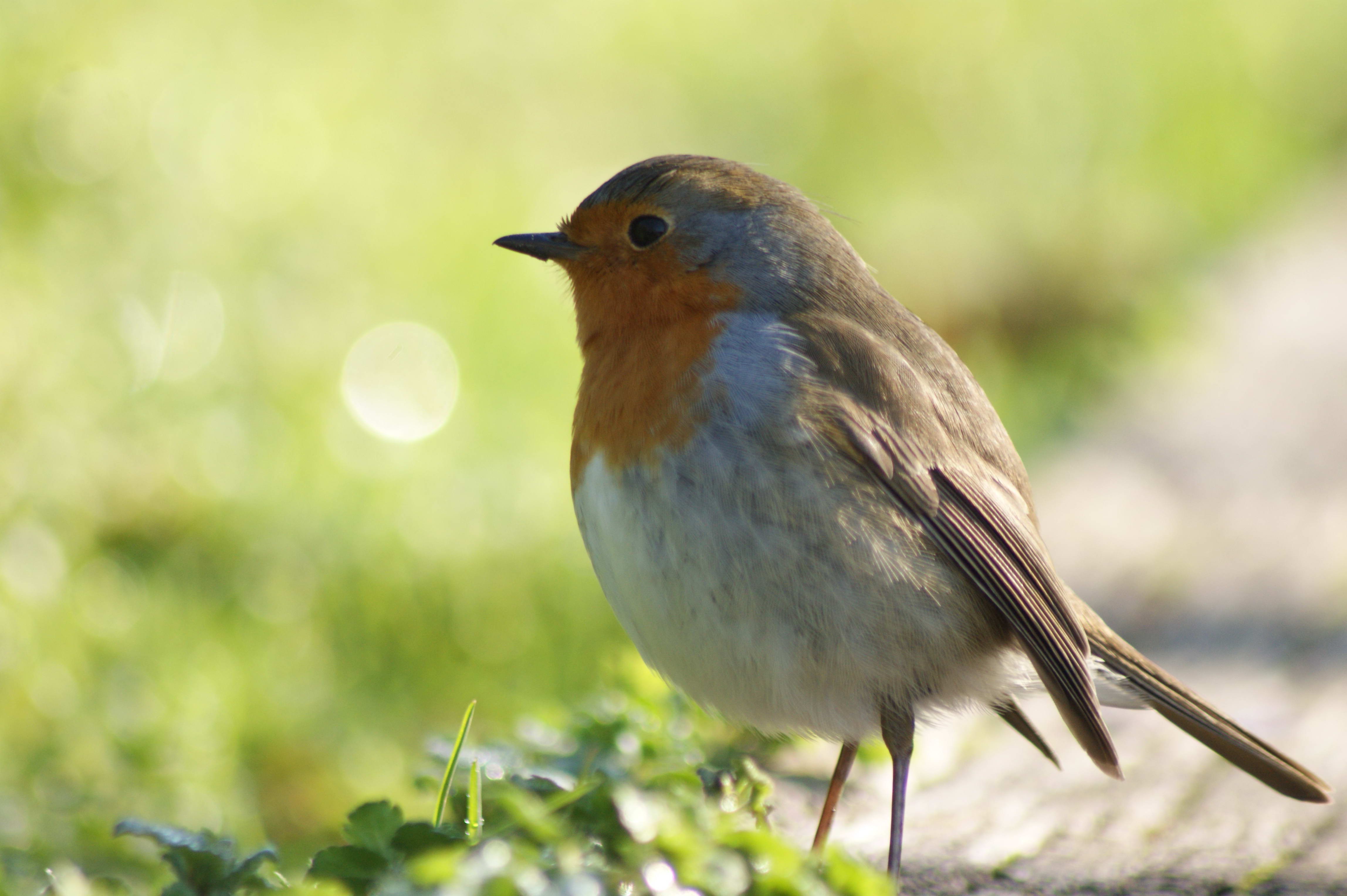 Wallpapers Animals Birds - Rougegorges 