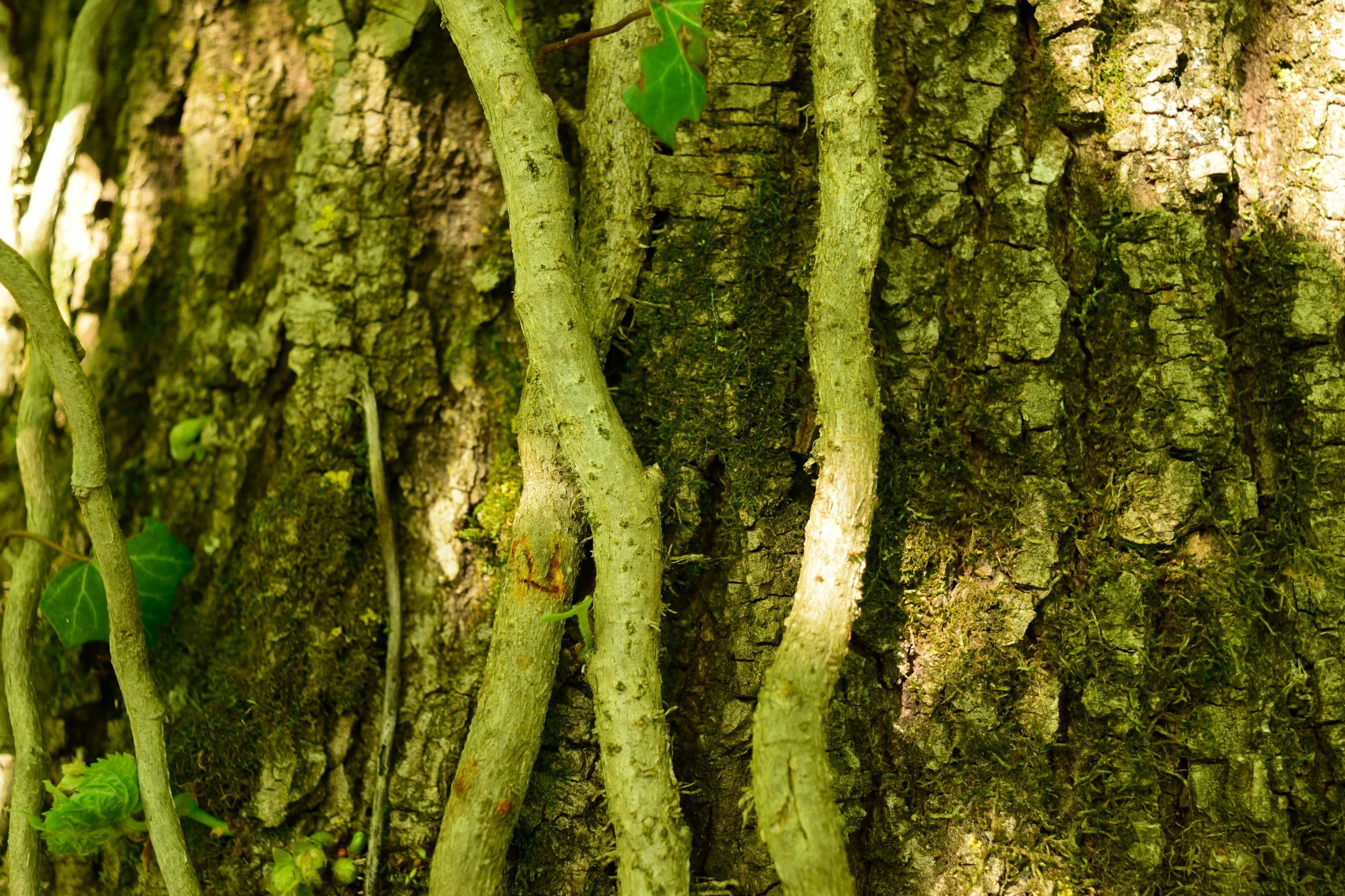 Fonds d'cran Nature Arbres - Forts Tronc d'arbres