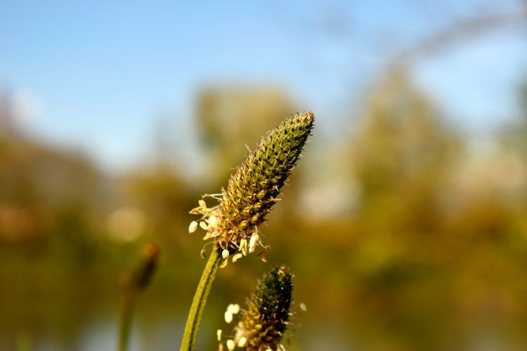 Fonds d'cran Nature Fleurs Feuillages 