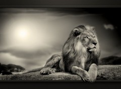  Animaux Lion