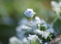  Nature fleur prise par le gel