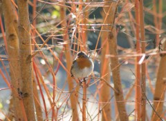  Animaux Image sans titre N442484