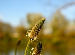  Nature Feuillages 