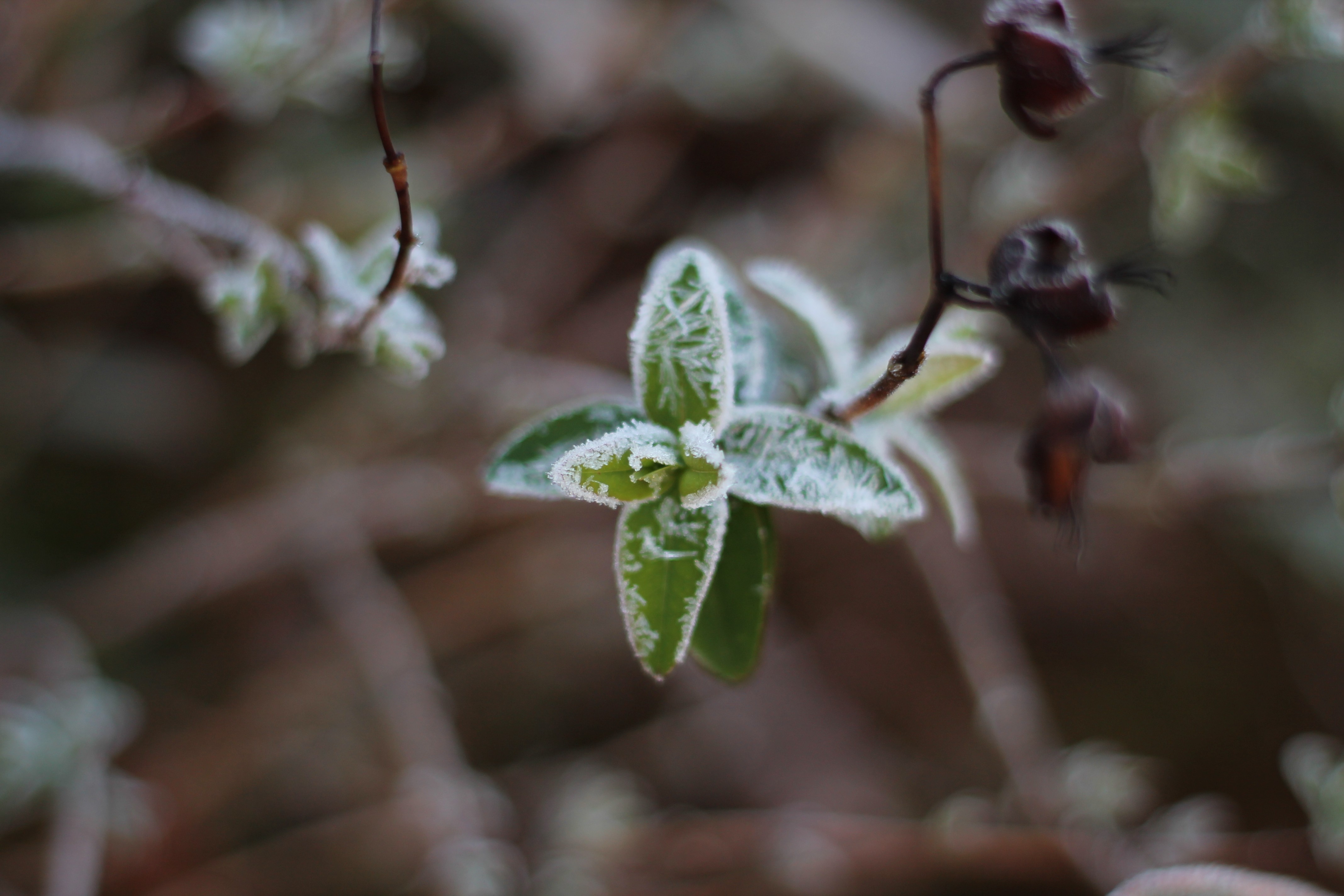 Fonds d'cran Nature Saisons - Hiver 