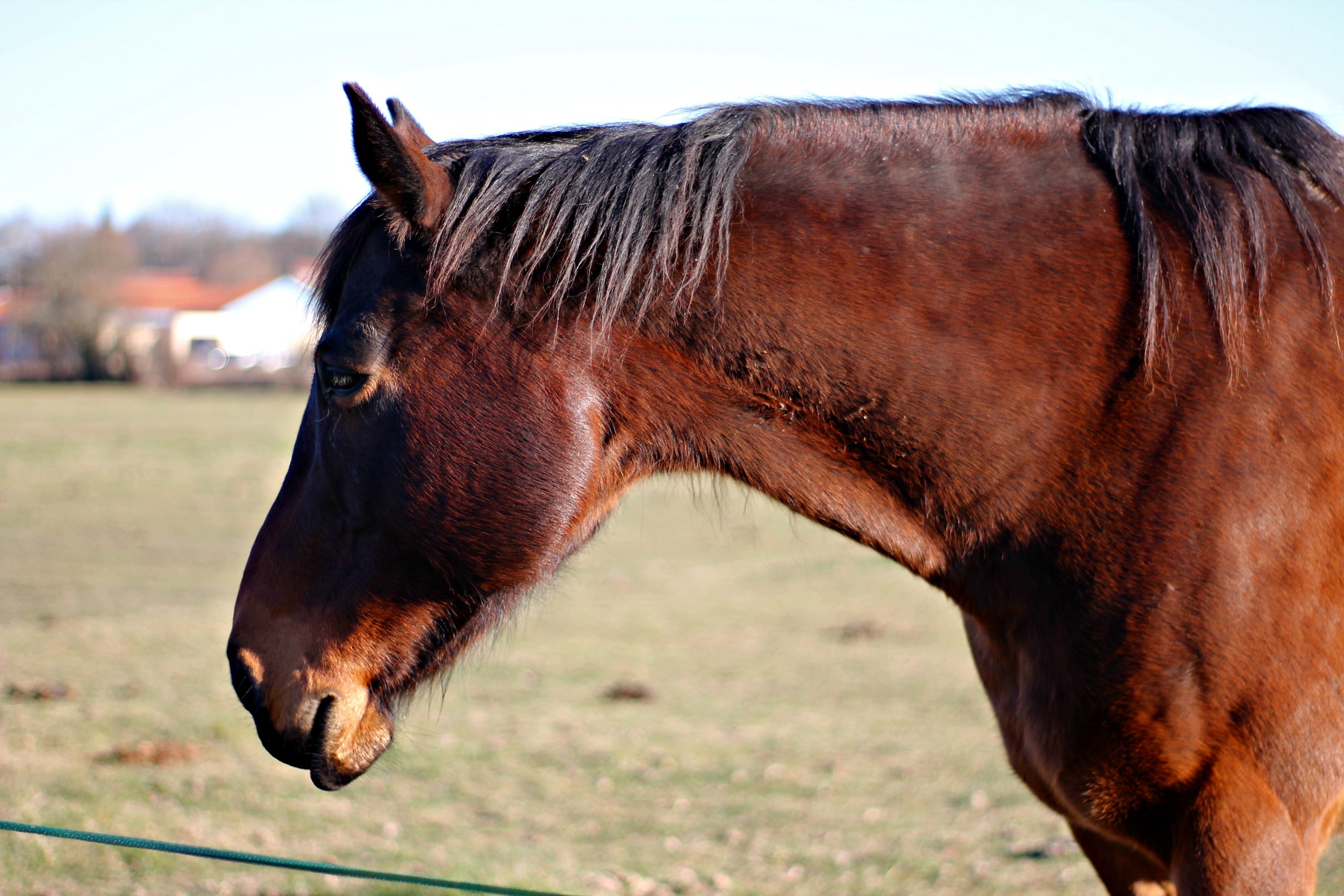 Fonds d'cran Animaux Chevaux 