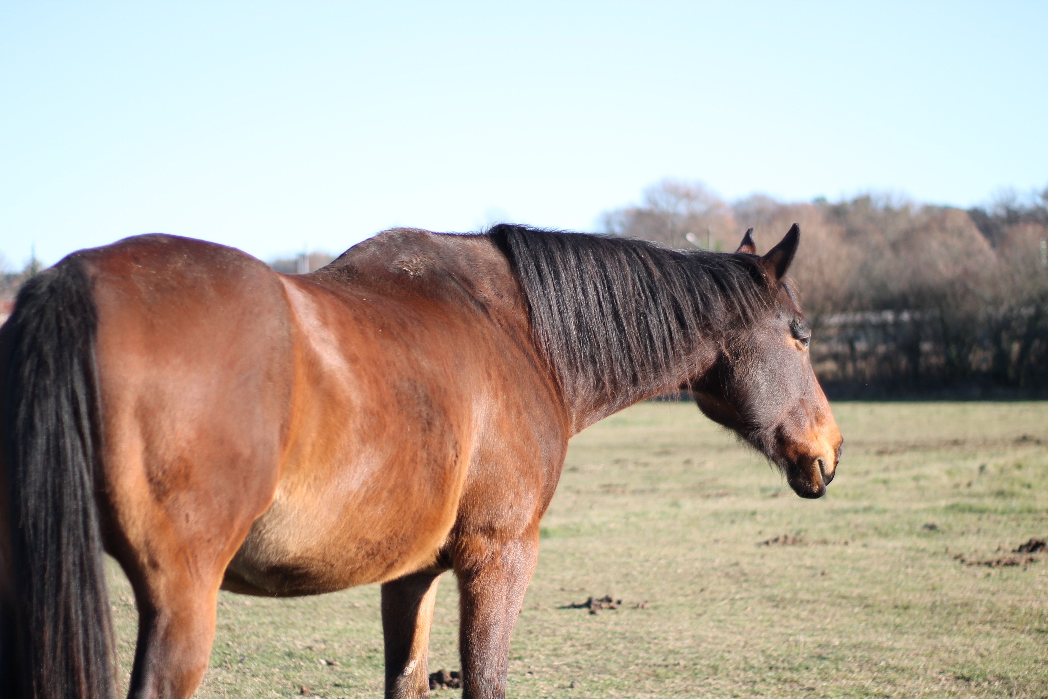 Fonds d'cran Animaux Chevaux 