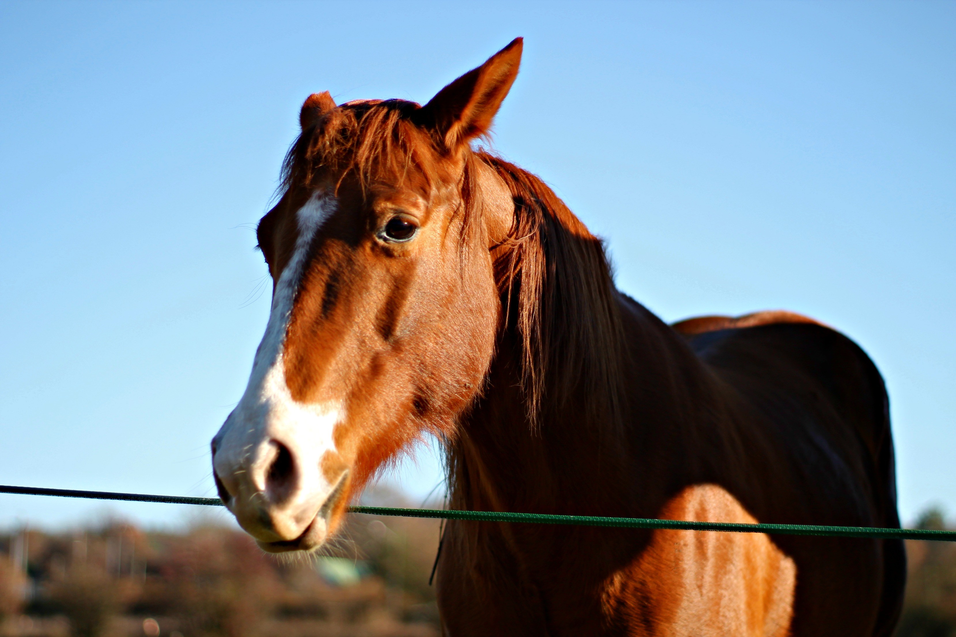 Fonds d'cran Animaux Chevaux 