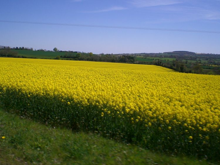 Fonds d'cran Nature Champs - Prairies Wallpaper N442580