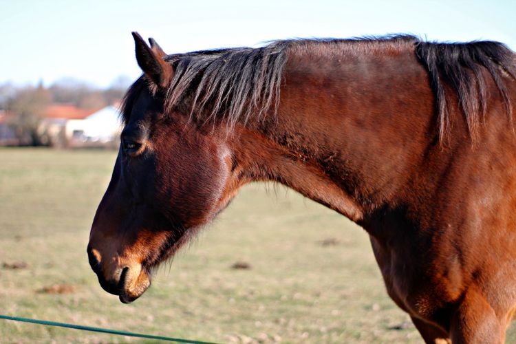 Fonds d'cran Animaux Chevaux Wallpaper N442590