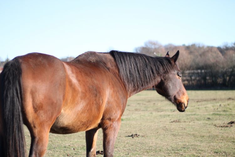 Fonds d'cran Animaux Chevaux Wallpaper N442591