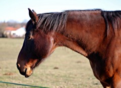  Animaux Image sans titre N442590