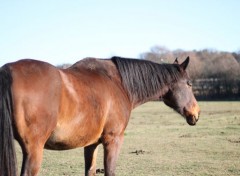  Animaux Image sans titre N442591