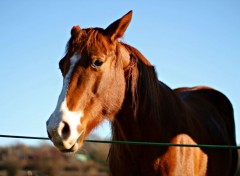  Animaux Image sans titre N442592