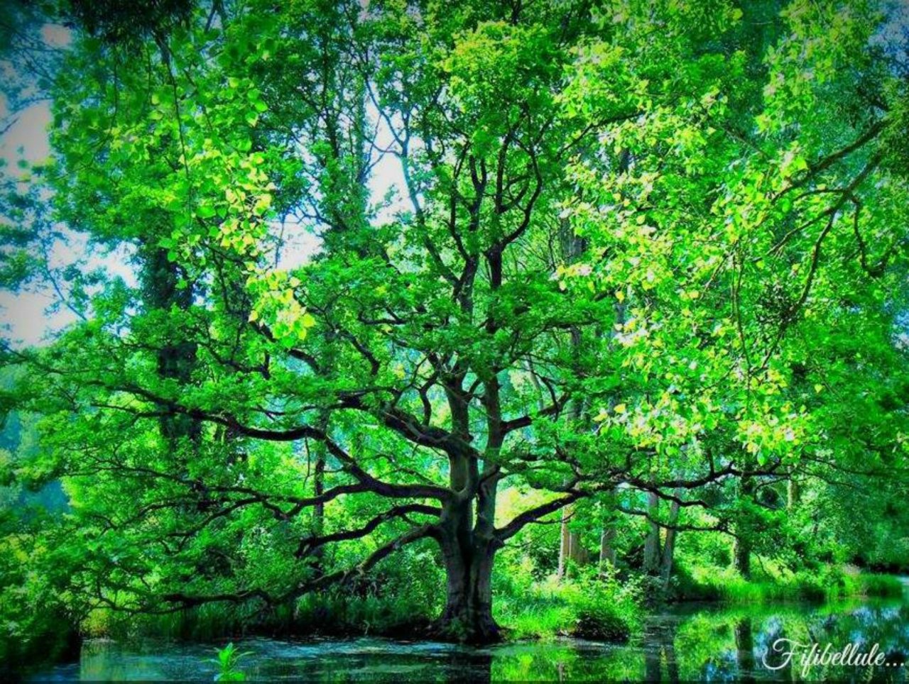 Fonds d'cran Nature Arbres - Forts 