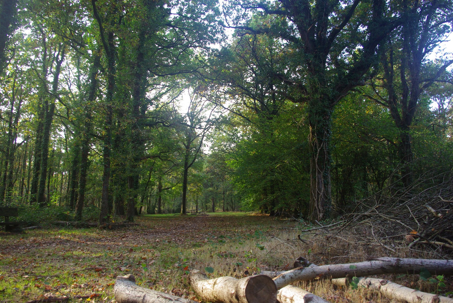 Fonds d'cran Nature Arbres - Forts 