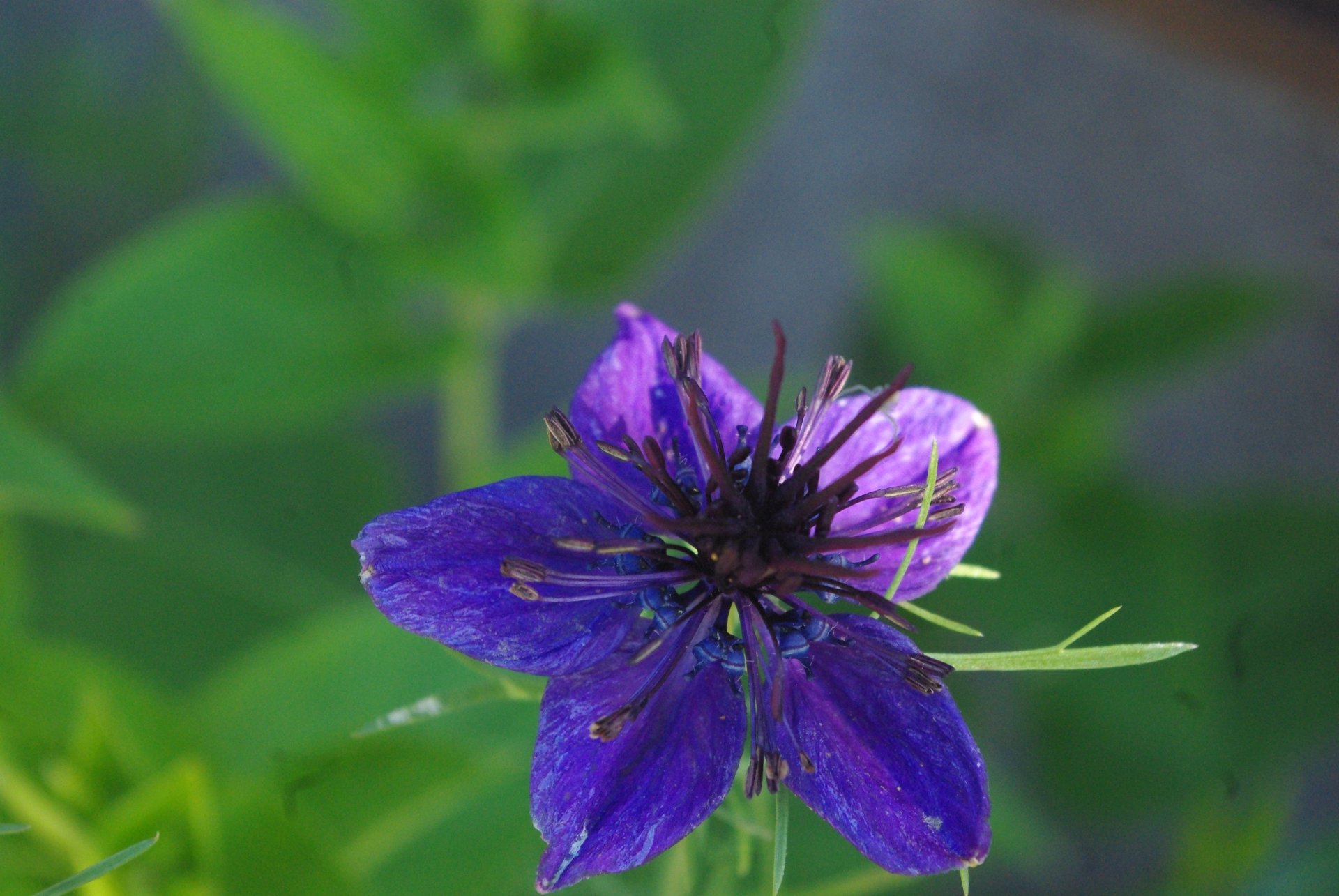 Fonds d'cran Nature Fleurs 