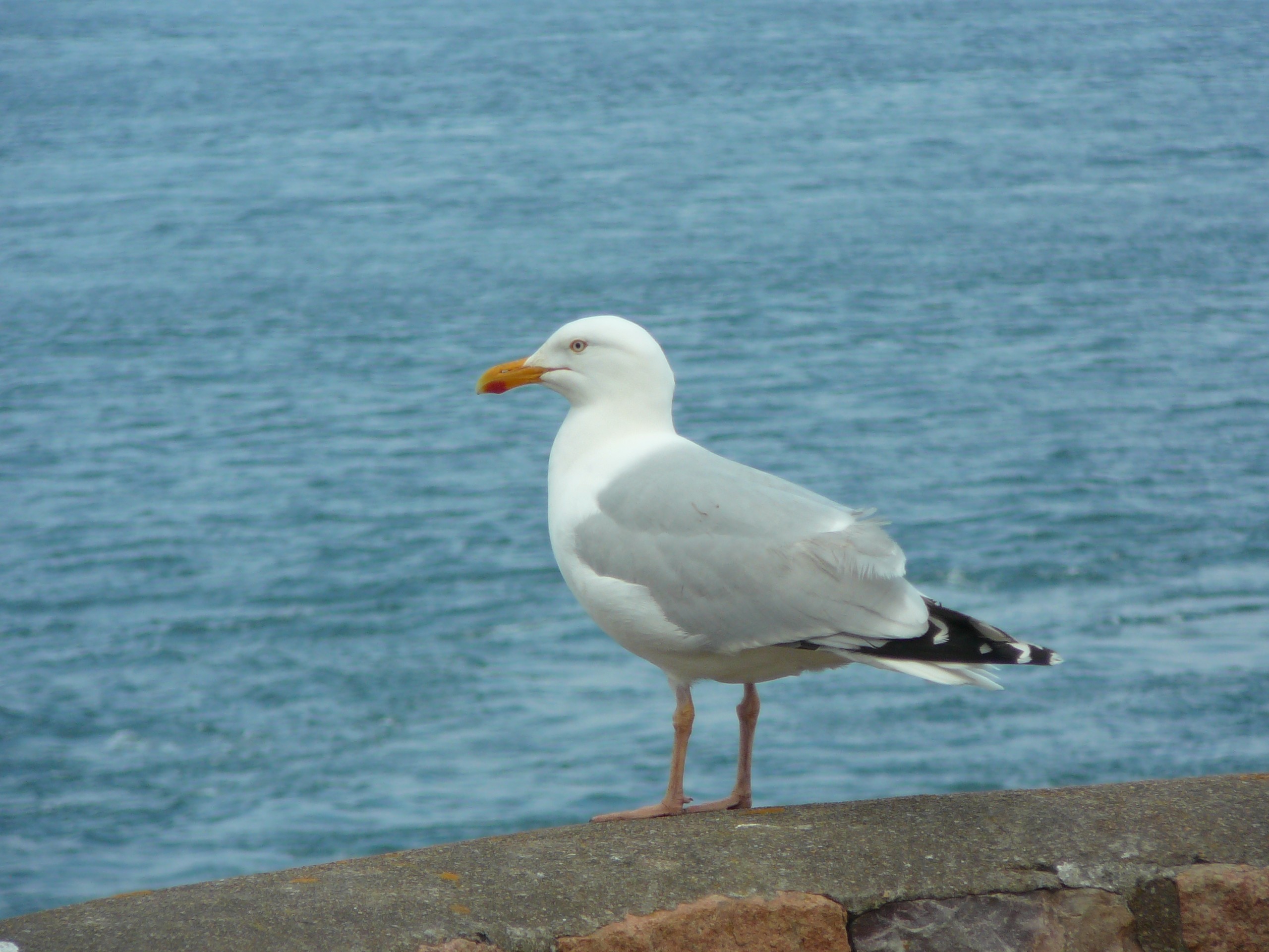 Wallpapers Animals Birds - Gulls 