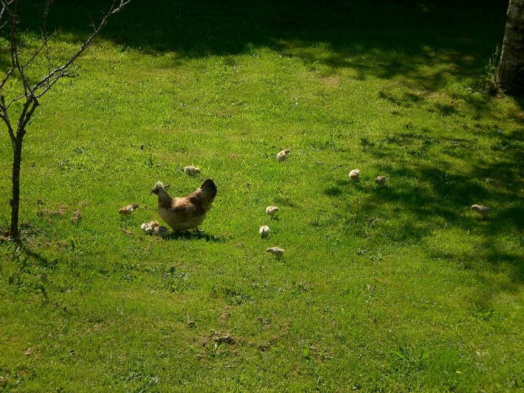 Fonds d'cran Animaux Oiseaux - Poules et Coqs Poulette & ses petits