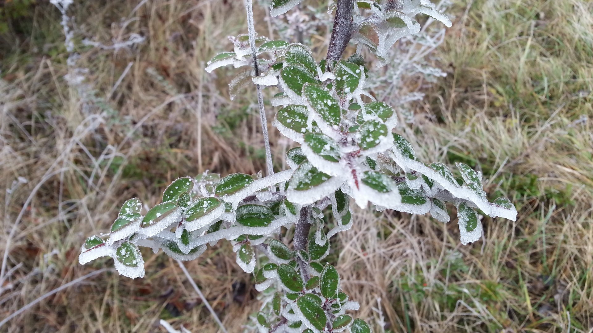 Fonds d'cran Nature Saisons - Hiver Glacé