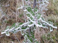  Nature Glacé