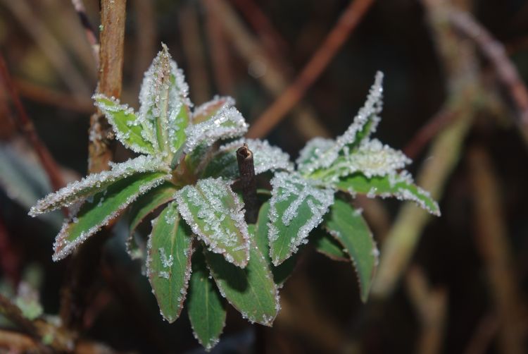 Fonds d'cran Nature Feuilles - Feuillages gelée d'hiver