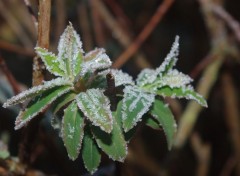  Nature gelée d'hiver