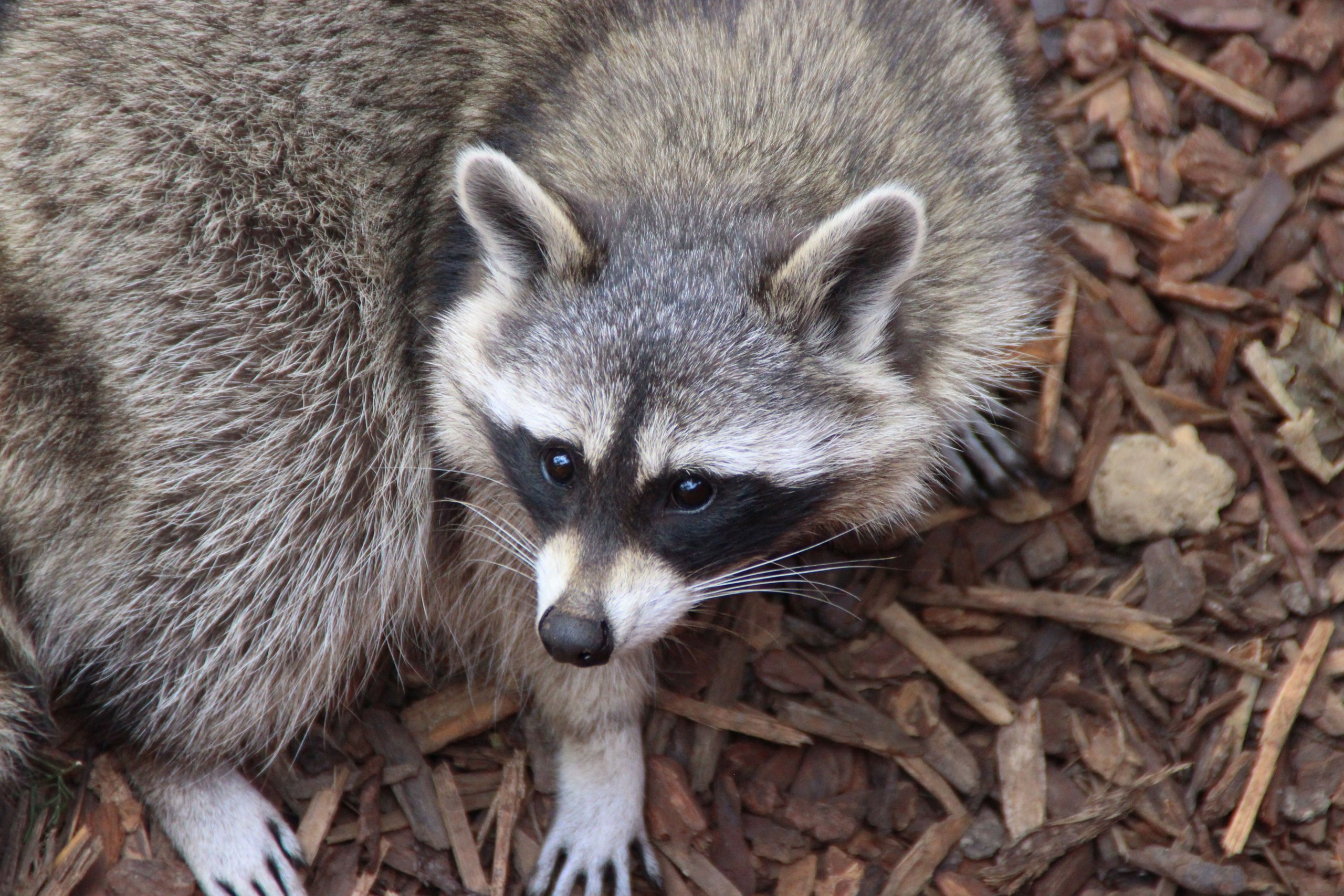 Fonds d'cran Animaux Ratons Laveurs 