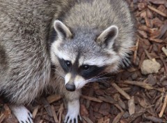  Animaux Image sans titre N443009