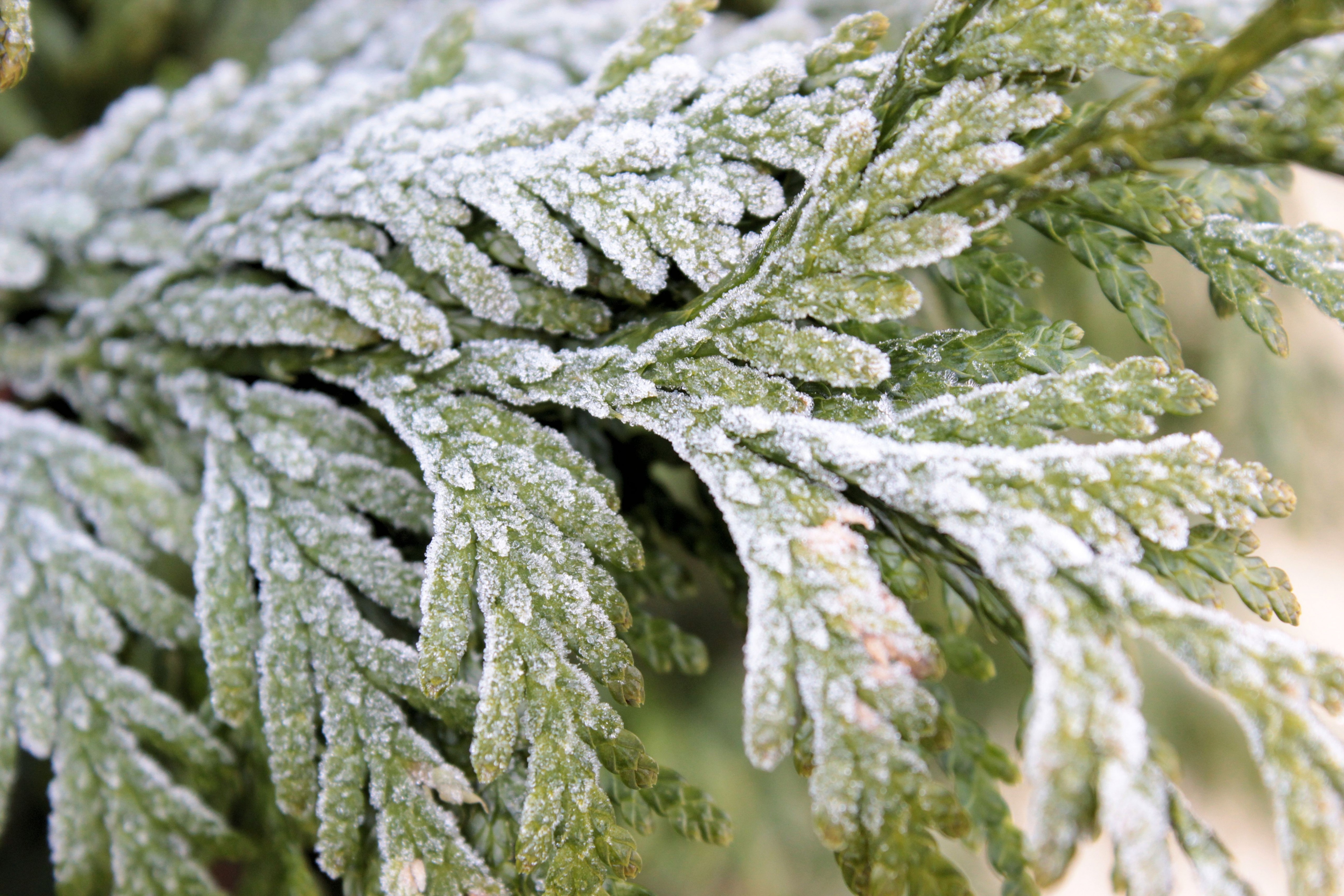 Wallpapers Nature Leaves - Foliage 