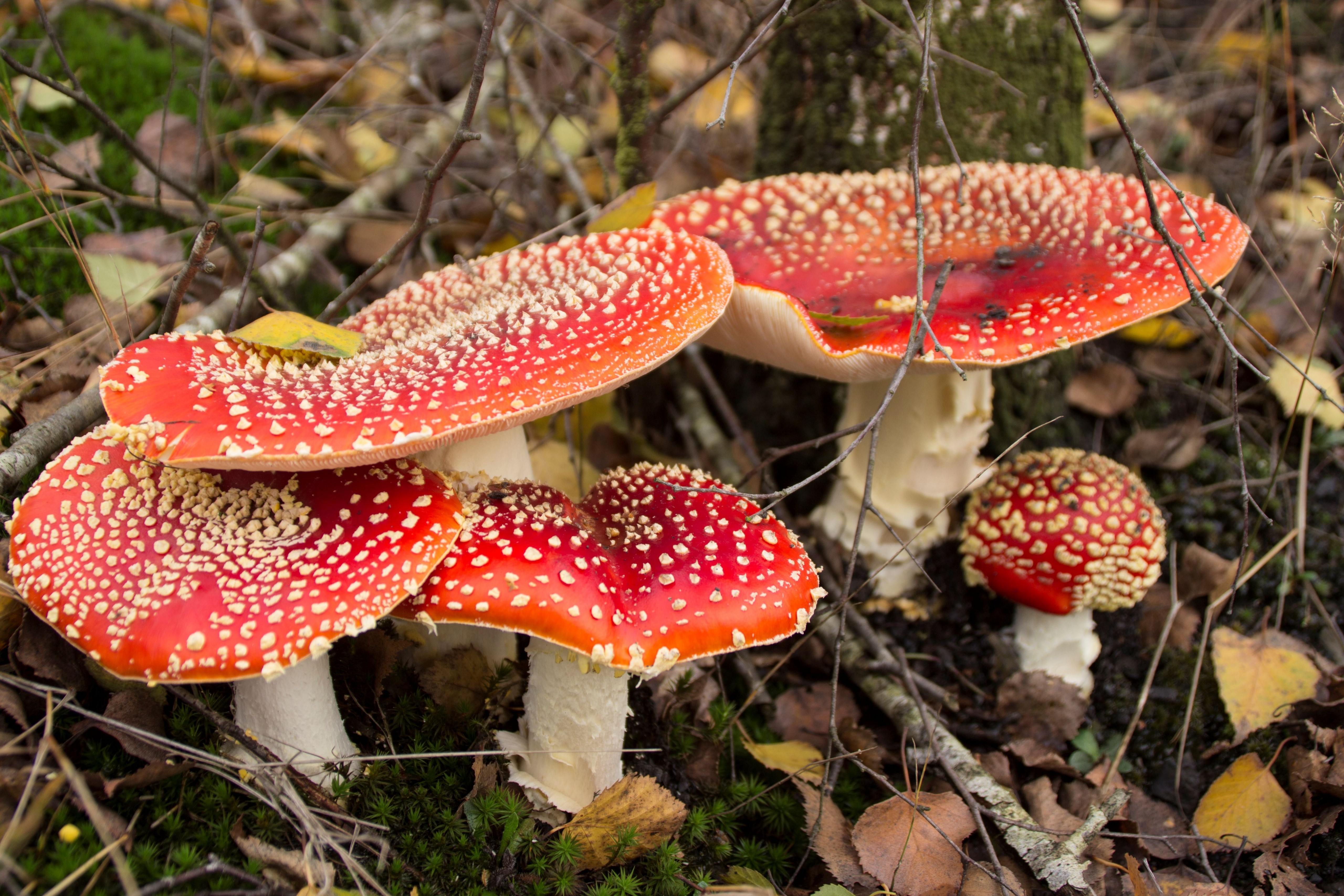 Fonds d'cran Nature Champignons 