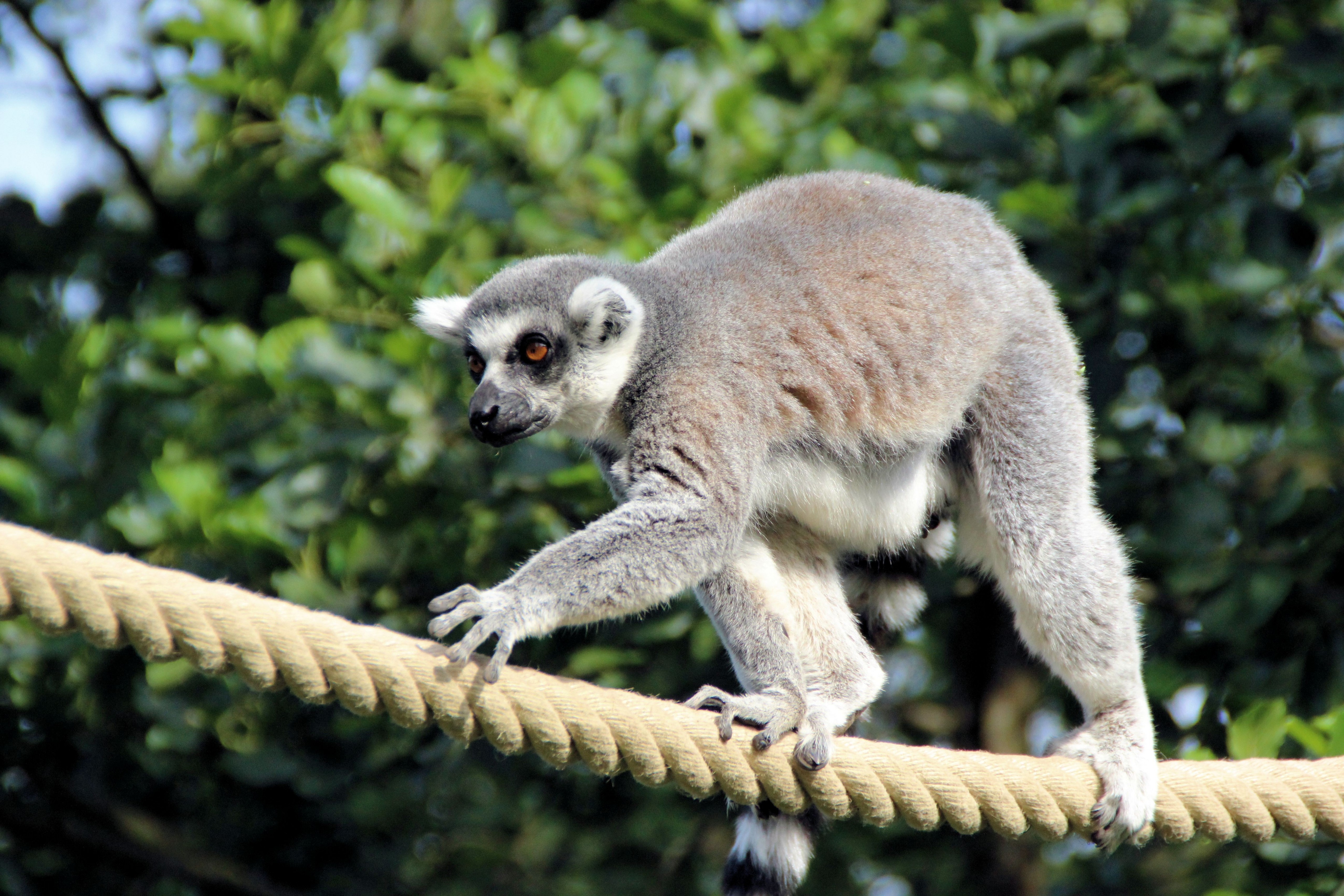 Fonds d'cran Animaux Lmuriens 