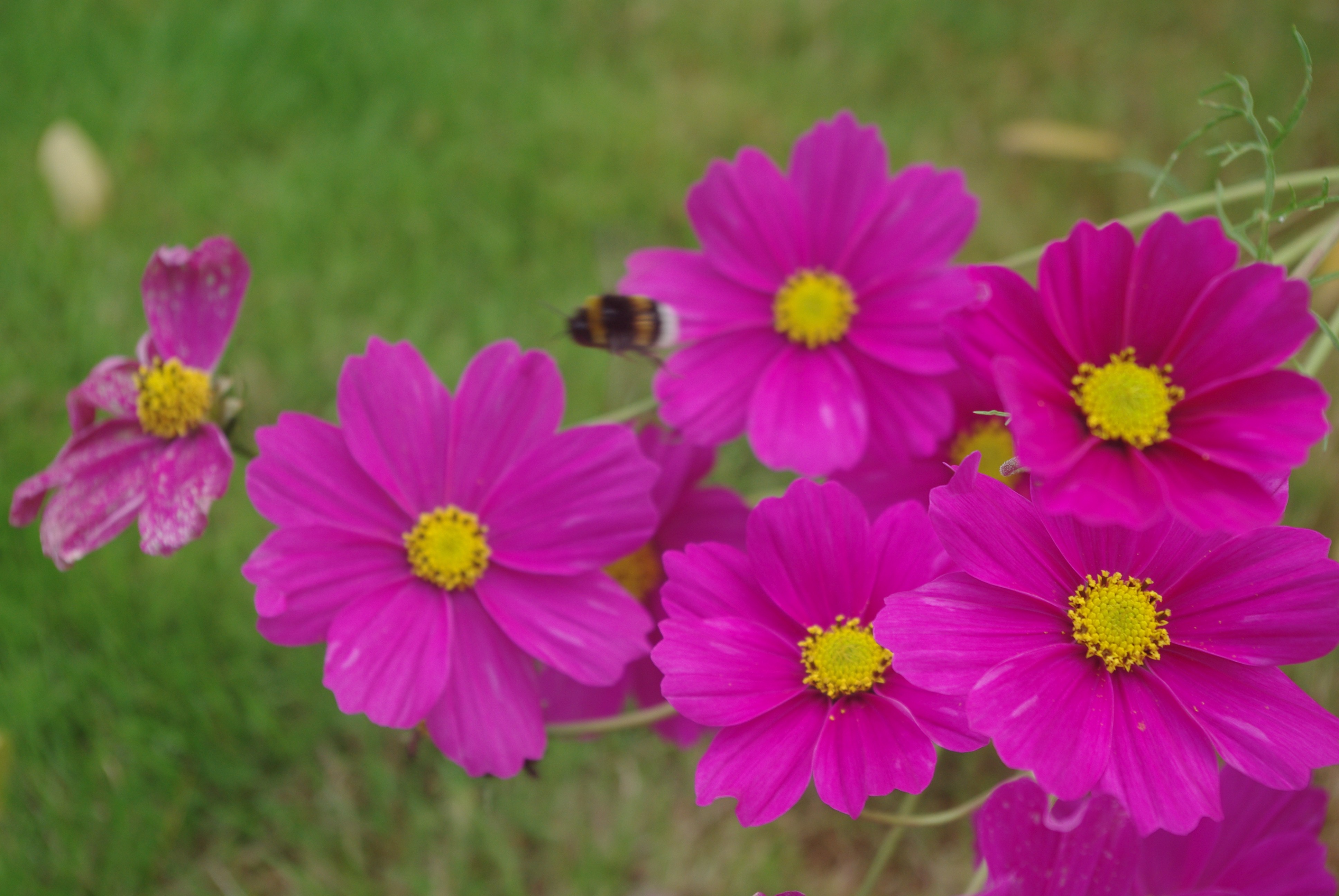 Wallpapers Nature Flowers 