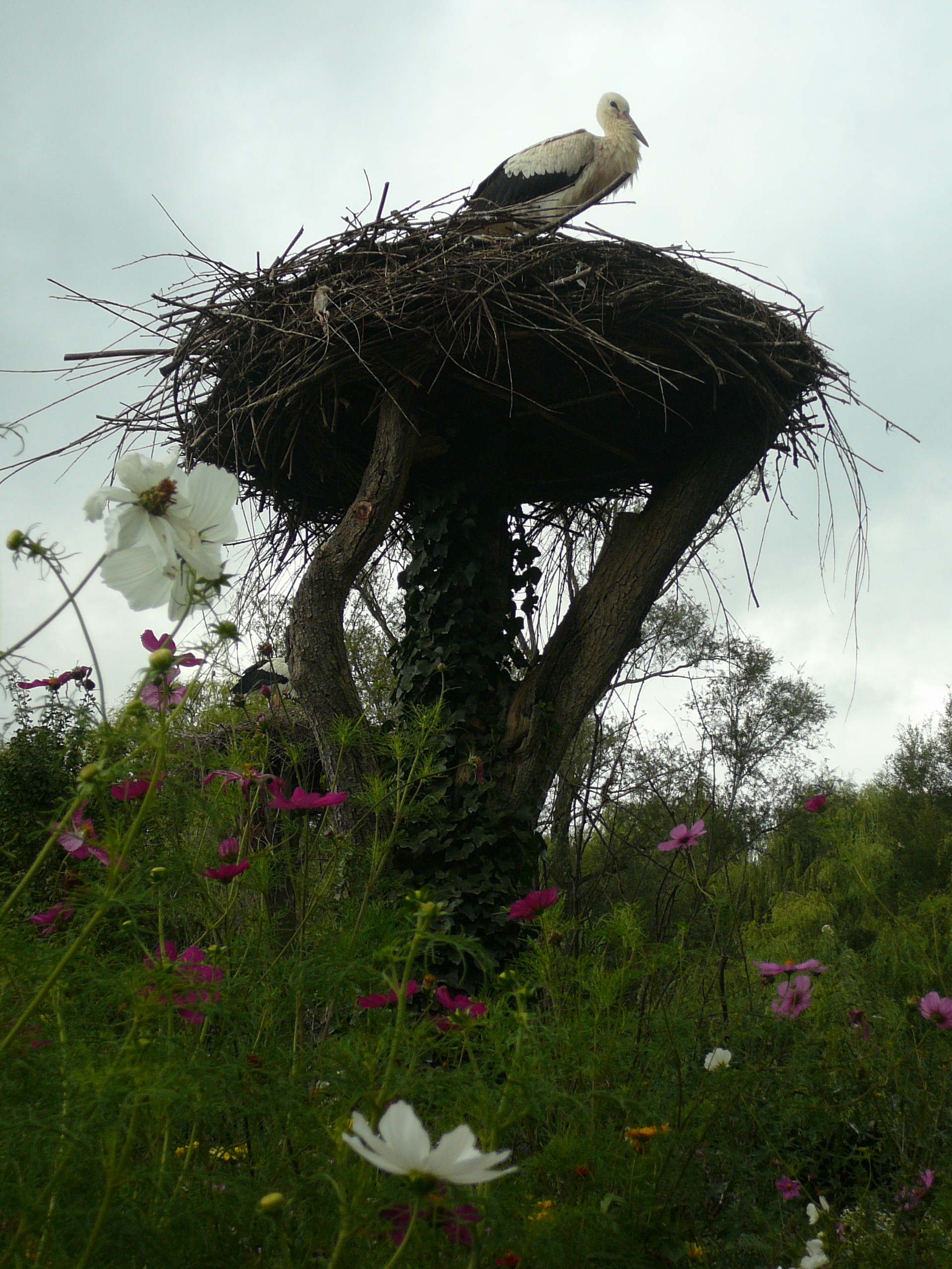 Fonds d'cran Animaux Oiseaux - Cigognes 