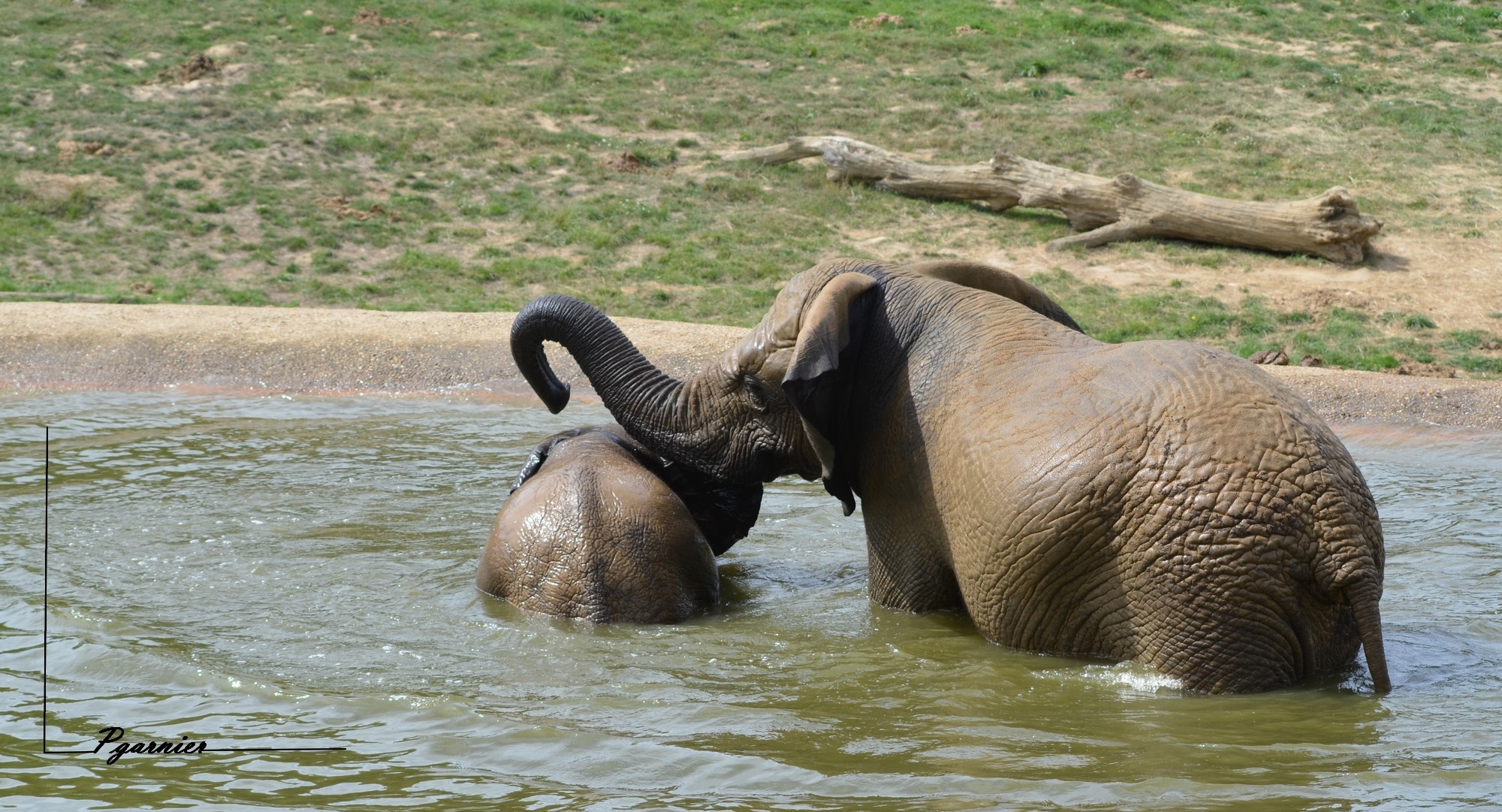 Fonds d'cran Animaux Elphants Zoo de Dou la Fontaine