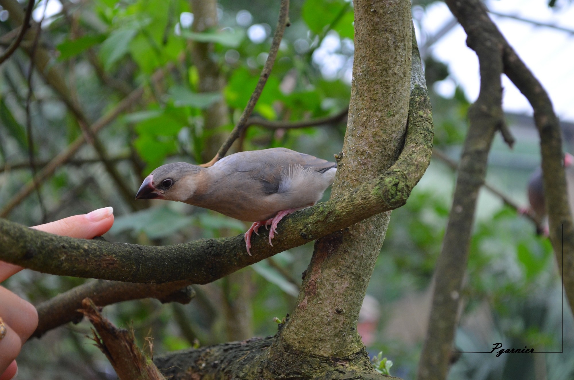 Fonds d'cran Animaux Oiseaux - Divers L'oiseau curieux.