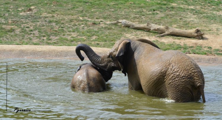 Fonds d'cran Animaux Elphants Zoo de Dou la Fontaine