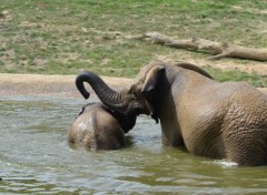  Animaux Zoo de Dou la Fontaine